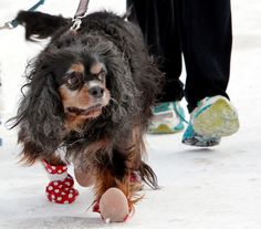 a small dog wearing red and white polka dot socks walking on a leash with its owner in the background