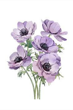 an image of purple flowers on a white background