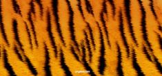 an orange and black tiger stripe pattern is seen in this image, with the background blurry