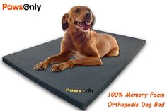 a brown dog laying on top of a memory foam orthopedic bed