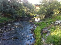 a small river running through a lush green forest