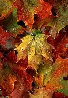 colorful autumn leaves with drops of water on them