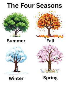 four seasons trees with leaves and flowers in the fall, winter, and spring colors