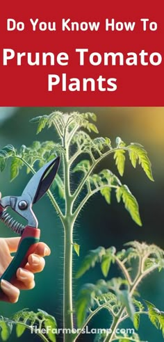 a womans hand holding garden shears preparing to prune tomato plants with words written on a red background that read do you know how to prune tomato plants the farmers lamp dot com Prune Tomato Plants, Tomato Planting, Pruning Tomatoes, Pruning Tomato Plants, Tomato Pruning, Growing Tomato Plants, Garden Hacks Diy, Productive Garden