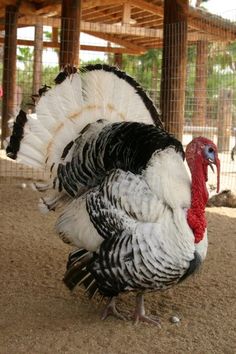 there is a turkey that is standing on the ground