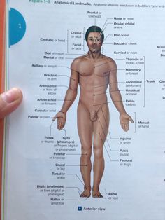 a diagram of the human body in an open book, with labels on each side