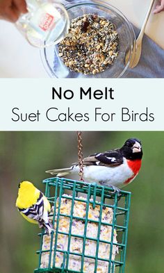 no melt suet cakes for birds