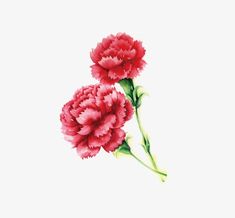 two pink carnations on a white background