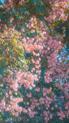 pink flowers are blooming on the branches of trees