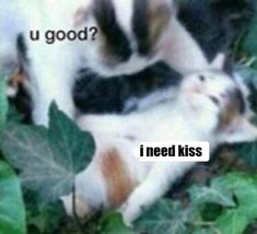 a cat laying on top of another cat in the grass with caption that reads, u good? i need kiss