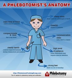 a blue poster with the words phlebotomiist's anatomy