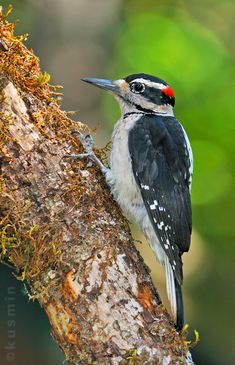 a woodpecker is perched on a tree branch