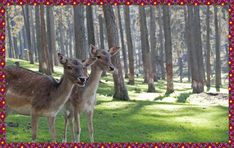 two deer standing next to each other in a forest