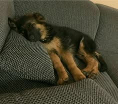 a small dog sleeping on top of a couch