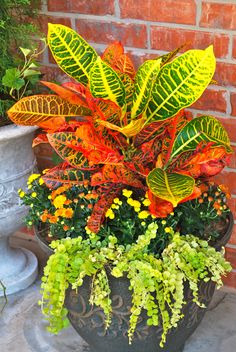 a potted plant sitting on top of a stone floor next to a brick wall