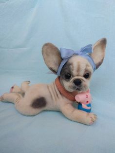 a small dog laying on top of a blue blanket with a toy in it's mouth