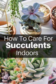 succulents and plants in pots with text overlay how to care for succulents indoors