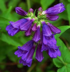 purple flowers with green leaves in the background