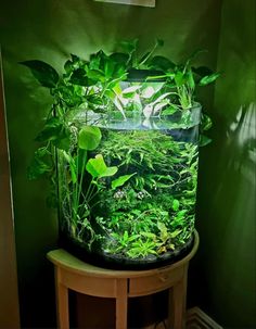 an aquarium filled with plants and water in a corner next to a wooden table on the floor