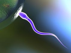 Gametes are reproductive cells that unite during fertilization to form a new cell called a zygote. Gametes are haploid cells formed by meiosis. Cell Forms, Brain Food, Good Health Tips, Healthy Happy, Health Tips, Brain