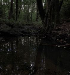 a stream running through a forest filled with trees