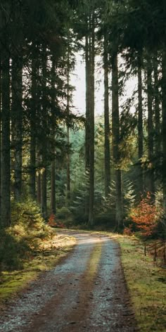 a dirt road surrounded by tall pine trees