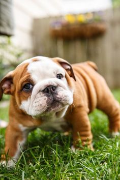 a small brown and white dog standing on top of green grass