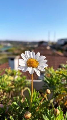 a white flower with yellow center sitting in the middle of green plants and bushes on a sunny day