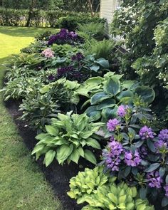 a garden filled with lots of green and purple flowers