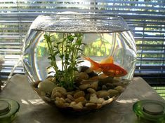 a fish bowl filled with rocks and plants sitting on top of a table next to a window