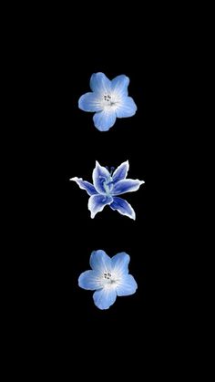 three blue flowers floating in the dark water