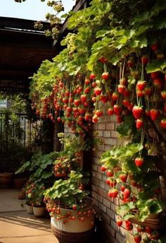 strawberries growing on the side of a brick building with potted plants hanging from it