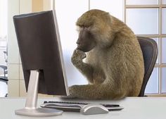 a monkey sitting in front of a computer monitor