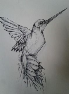 a pencil drawing of a hummingbird in flight