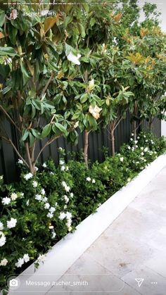 some white flowers and green trees in front of a black fence on a sidewalk near a building