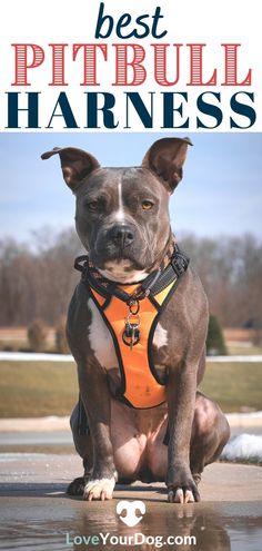 a dog wearing an orange harness sitting on the ground with text overlay that reads best pitbull harnesses