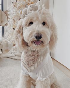 a white dog wearing a sweater and bow tie sitting in front of a christmas tree