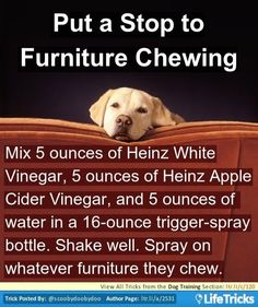 a dog is peeking over the edge of a couch with text that reads, put a stop to furniture chewing mix 5 ounces of heinzz white vinegar