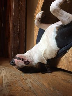 a dog is laying down on the floor with his paw hanging over it's head