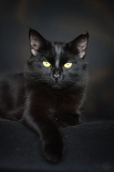 a black cat with glowing yellow eyes sitting on a couch in front of a dark background