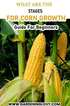 corn on the cob with text that says what are the stages for corn growth guide for beginners