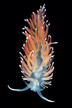 I saw the name, but still not sure exactly what this is, but it is cool to look at. Coryphella nobilis Photo by Alexander Semenov Underwater Photographer, Blue Planet, Sea Slug