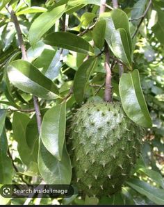 an unripe fruit hanging from a tree with leaves on it's branches