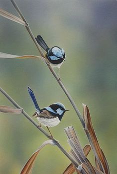 two blue and white birds sitting on top of a plant