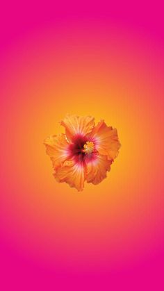 an orange and pink flower is in the middle of a red, yellow, and purple background