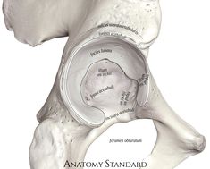 Anatomy Models, Medical Terminology, Muscle Anatomy, Human Anatomy And Physiology, Holistic Medicine, Anatomy And Physiology, Human Anatomy, Make Art, Human Body