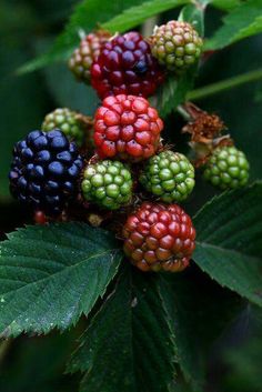 raspberries and other berries on a tree branch