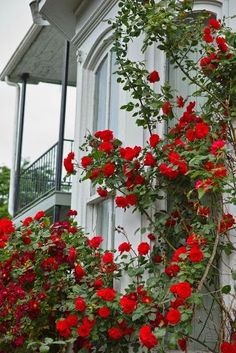 red flowers growing on the side of a building