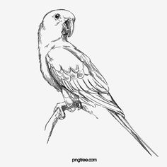 a black and white drawing of a parrot sitting on a branch with its beak open