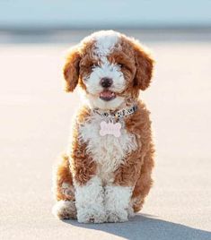 a small brown and white dog sitting on top of a sandy beach